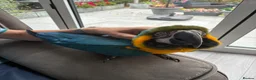 Macaws birds for sale: Beautiful macaw for sale in Hailsham - Advert 1