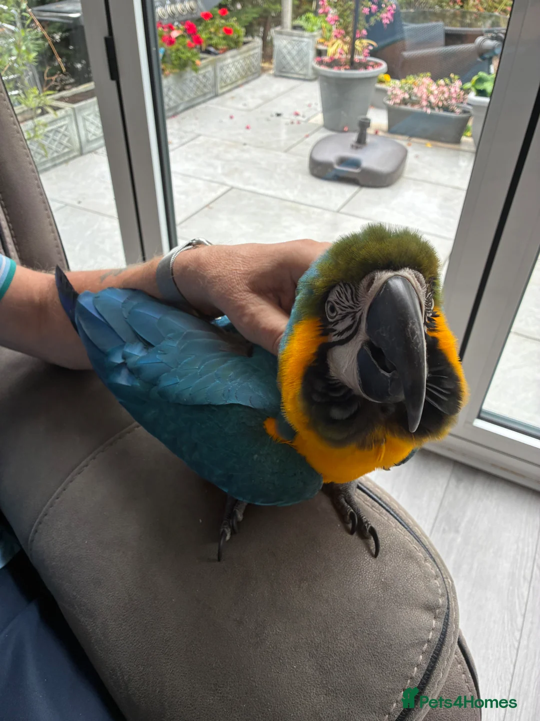 Macaws birds for sale: Beautiful macaw for sale in Hailsham - Advert 1
