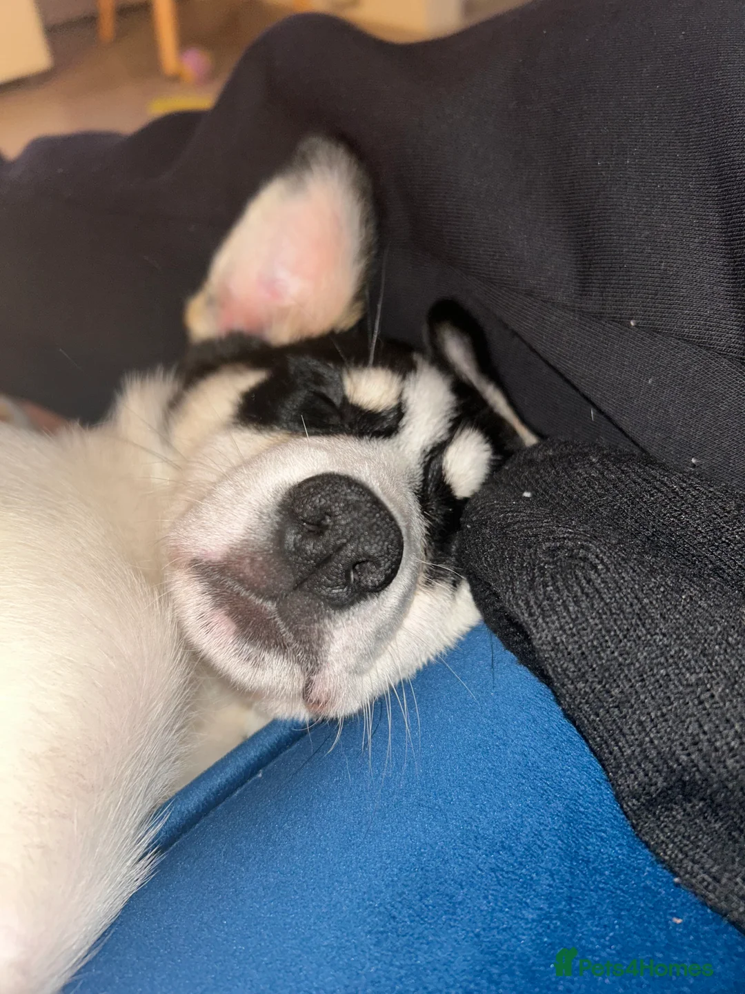 Mixed Breed dogs for sale: Puppy for sale  in Glasgow - Advert 13