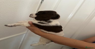 Cocker Spaniel dogs - Advert 4