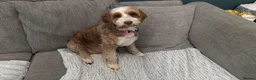 Australian Labradoodle dogs for sale: Australian labradoodle - Advert 1