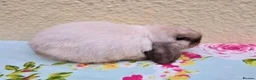 Mini Lop rabbits for sale: Pedigree Mini Lops in Tamworth - Advert 3