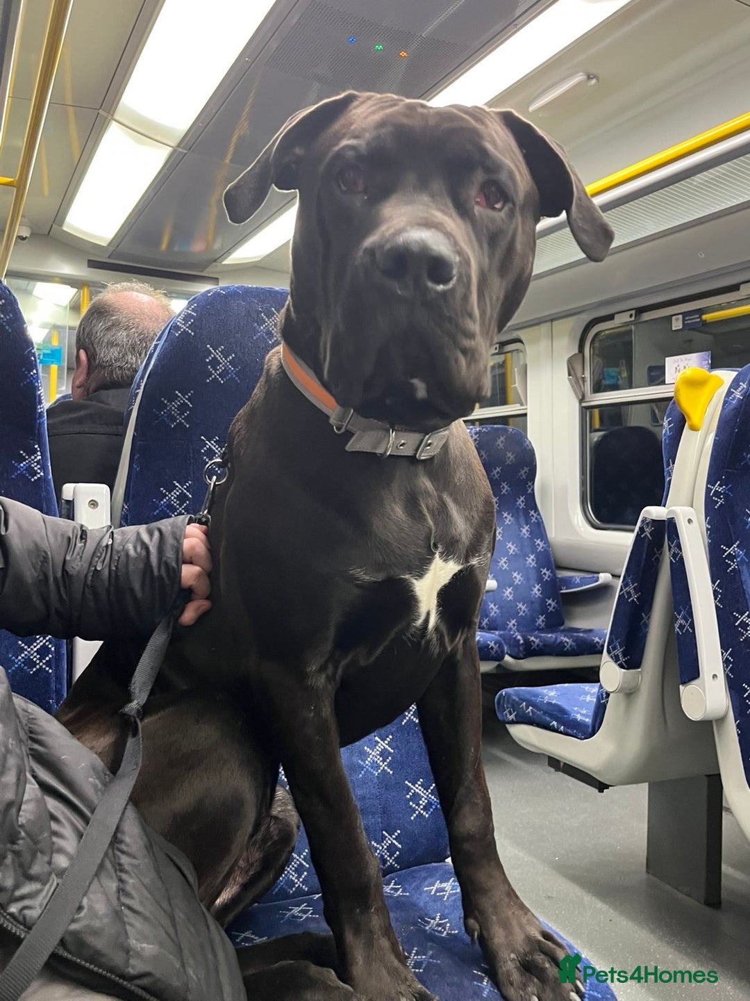 Mixed Breed dogs for sale: 8 month cane corso X bullmastif  for sale  - Advert 3