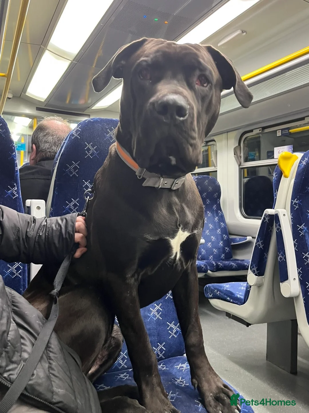 Mixed Breed dogs for sale: 8 month cane corso X bullmastif  for sale  - Advert 3