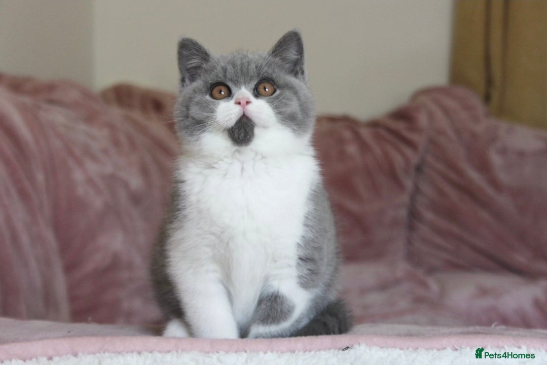 British Shorthair cats for sale: 🏆 TICA Reg British Shorthair Female - Advert 2