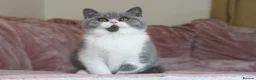 British Shorthair cats for sale: 🏆 TICA Reg British Shorthair Female - Advert 1