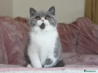 British Shorthair cats for sale: 🏆 TICA Reg British Shorthair Female - Advert 2