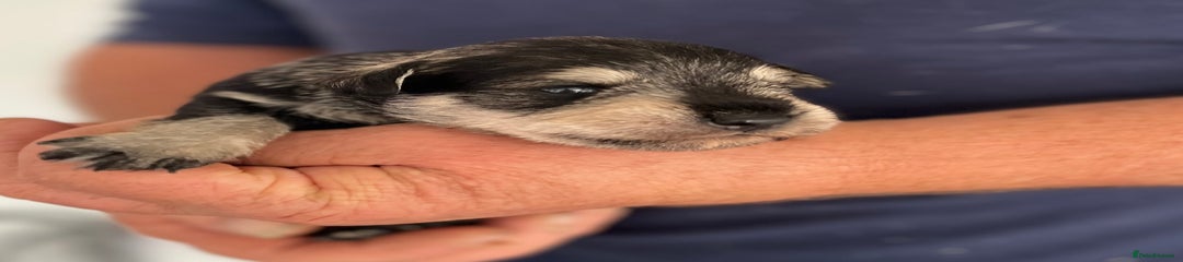 Miniature Schnauzer Puppy 6