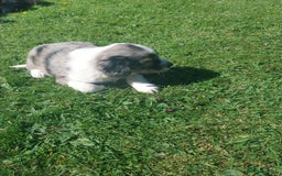 Mixed Breed dogs for sale: Rough Collie x Cocker Spaniel  - Image 4