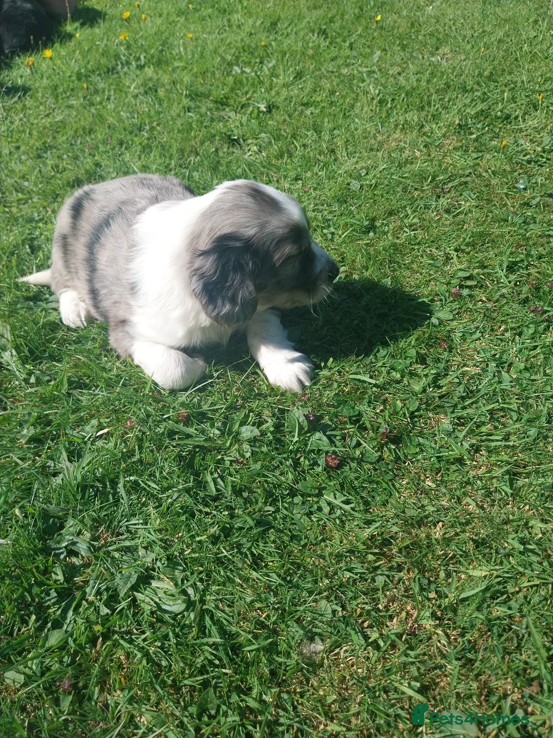 Mixed Breed dogs for sale: Rough Collie x Cocker Spaniel  - Image 4