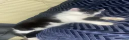Mixed Breed cats for sale: Four beautiful kittens in Birmingham - Advert 1