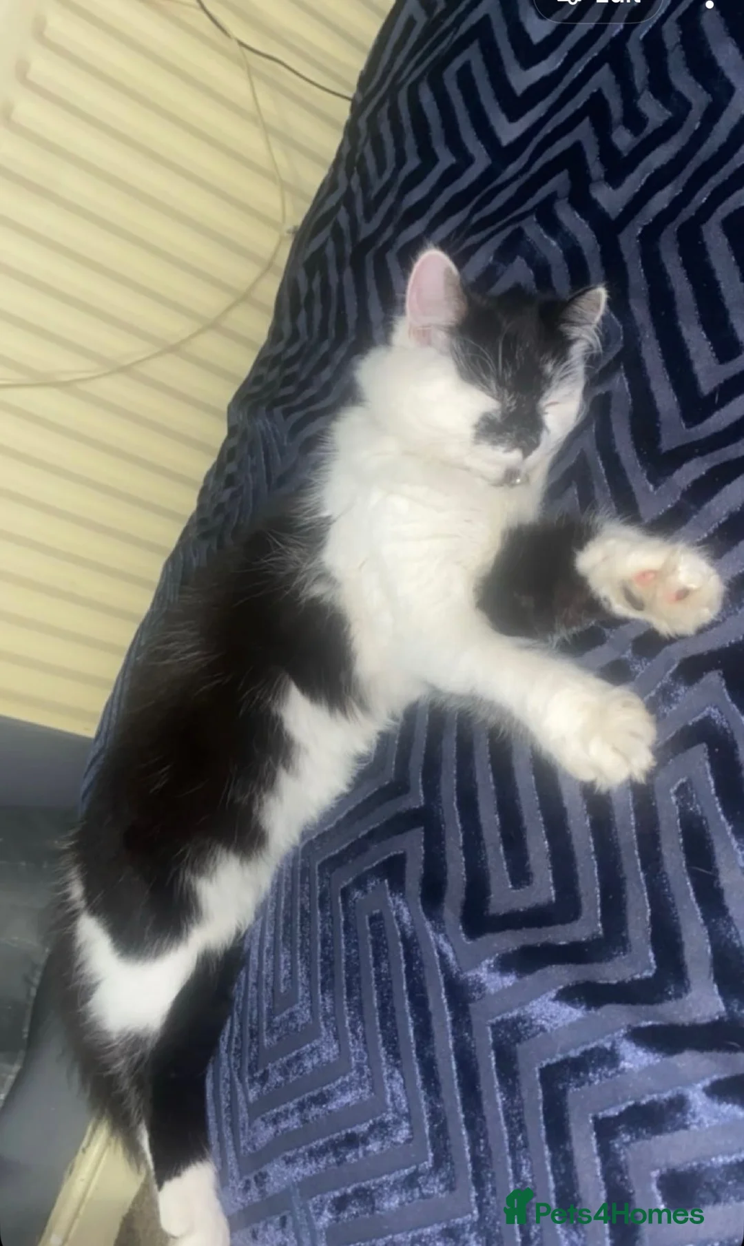 Mixed Breed cats for sale: Four beautiful kittens in Birmingham - Advert 1