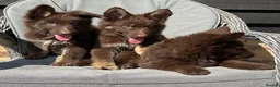 German Shepherd dogs for sale: CHOCOLATE AND TAN LONG COATED GERMAN SHEPARDS  in West Malling - Advert 30