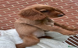 Cocker Spaniel dogs for sale: ‼️REDUCED‼️KC registered Red Cocker Spaniel Pups  - Image 15