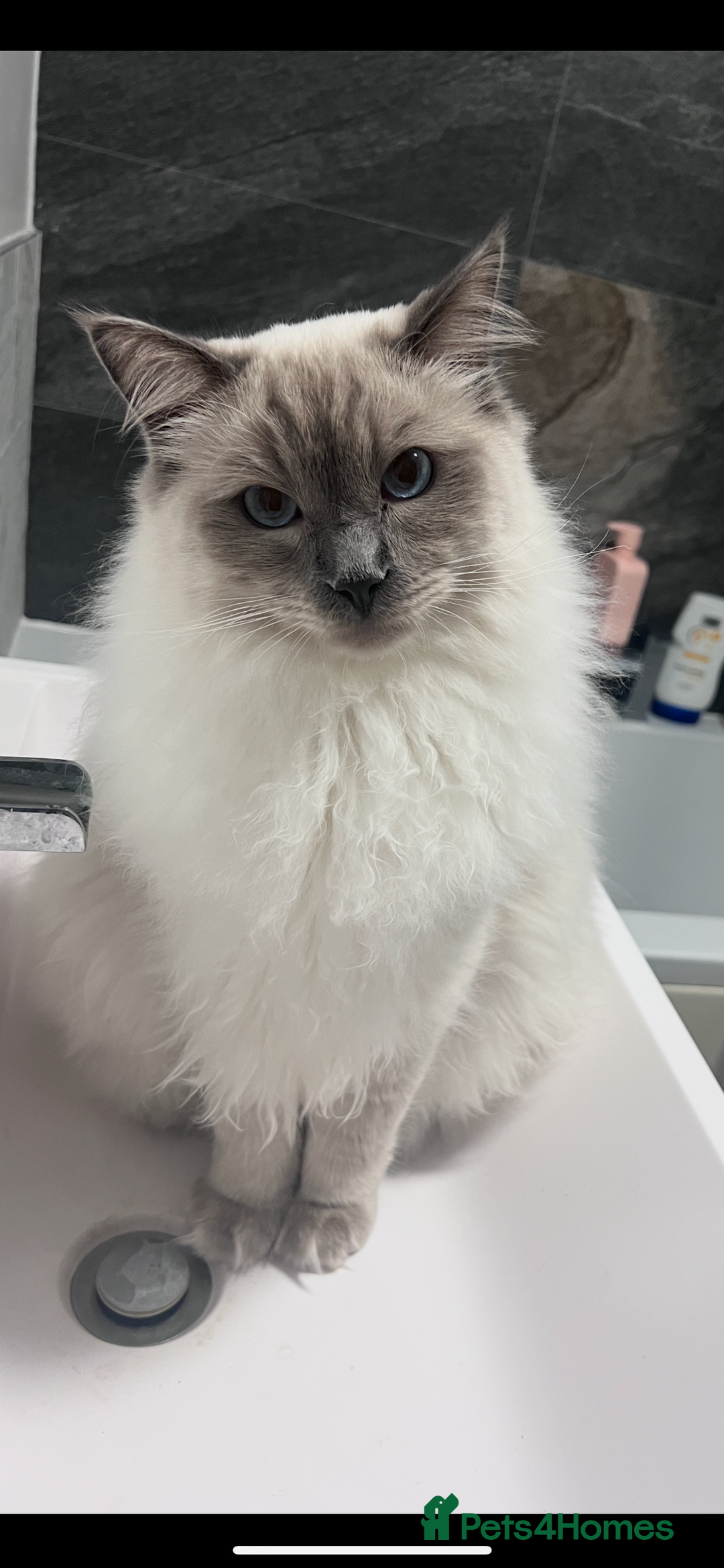 Ragdoll cats for sale: Ragdoll for rehome  - Advert 2