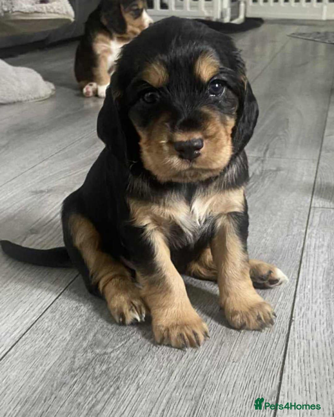 Cocker Spaniel dogs for sale: 3Beautiful show type cocker spaniels 💕♥️ 💙💕 - Image 6