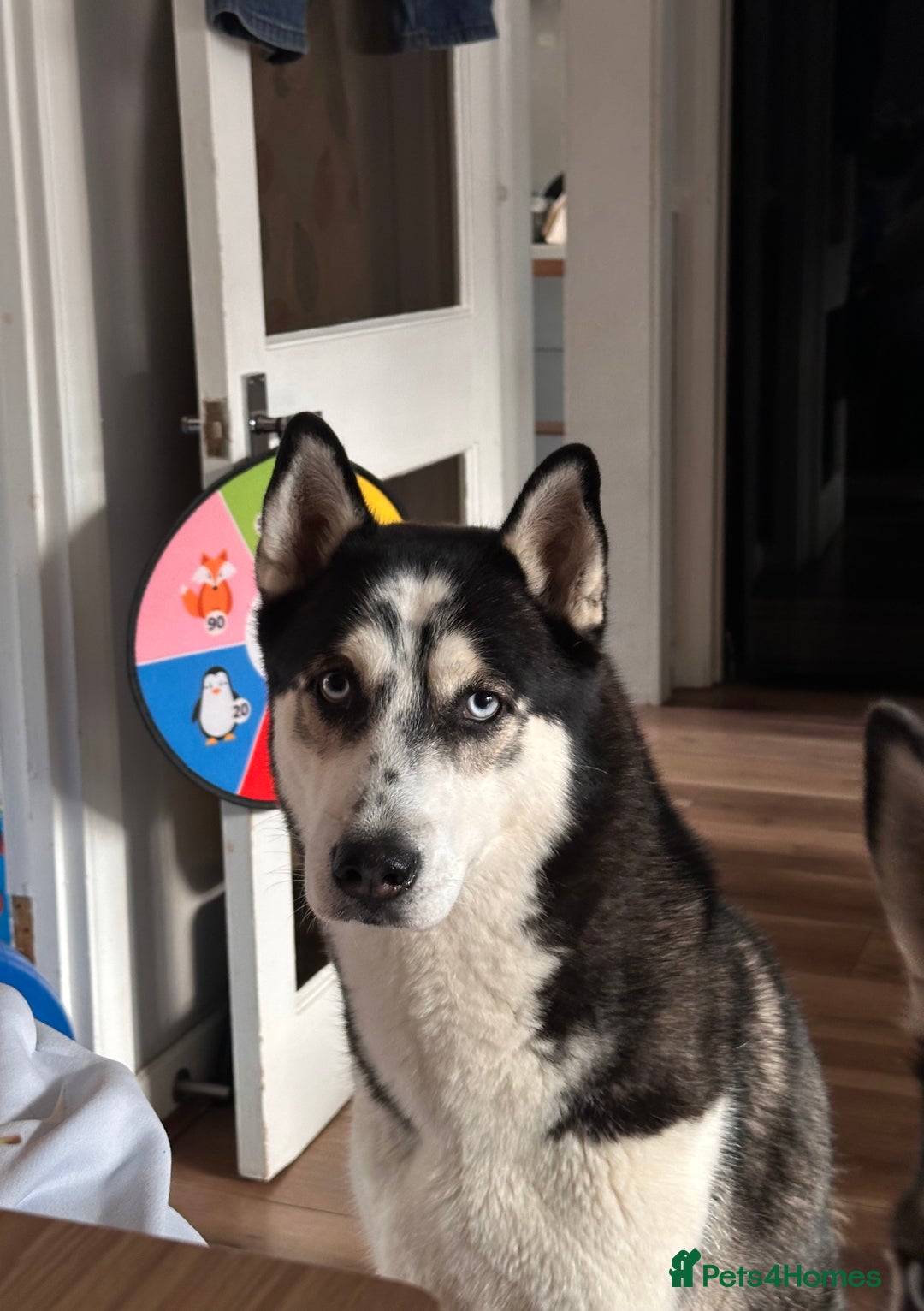 Siberian Husky dogs for stud: Zeus Siberian husky  - Advert 5