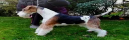 Fox Terrier dogs for stud: KC REG WIRE FOX TERRIER STUD in Todmorden - Advert 2
