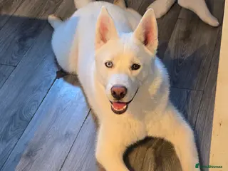 Siberian Husky dogs White Siberian Husky Male - Advert 1