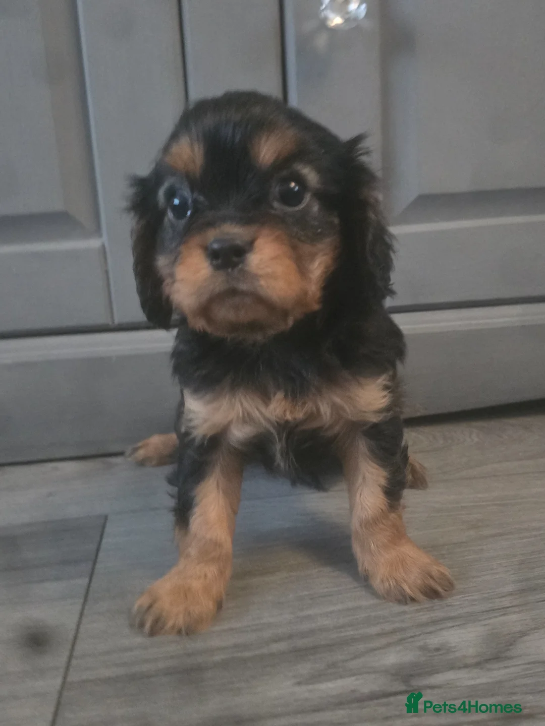 Cavalier King Charles Spaniel dogs for sale: Stunning Cavalier king charles puppies  - Advert 2