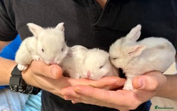 Mini Lop rabbits for sale: Mini Loop Babies Bunnies  - Image 1
