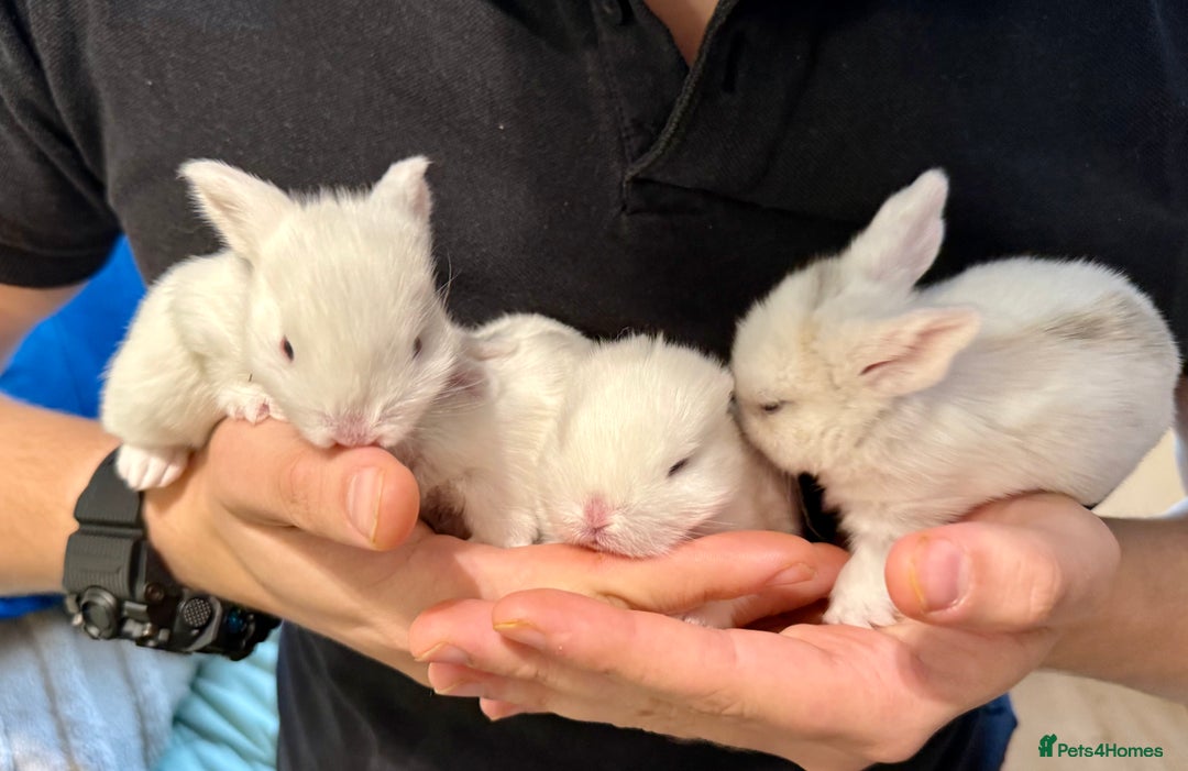 Mini Lop rabbits for sale: Mini Loop Babies Bunnies  - Image 1