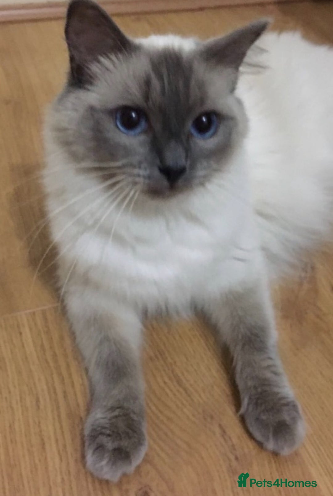 Ragdoll cats for sale: Adoption Ragdoll - Image 1