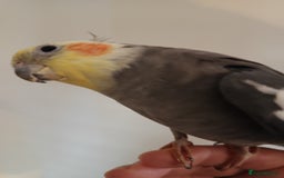 Cockatiels birds for sale: 💛 Pair of Cockatiels. Butters & Bagel 💛 - Image 6