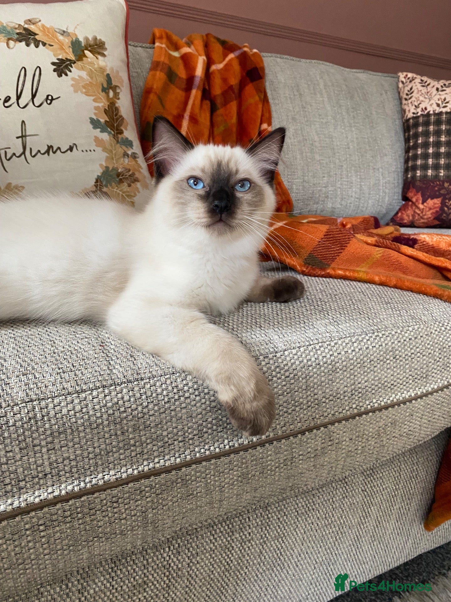 Ragdoll cats GCCF Ragdoll kittens - Advert 18