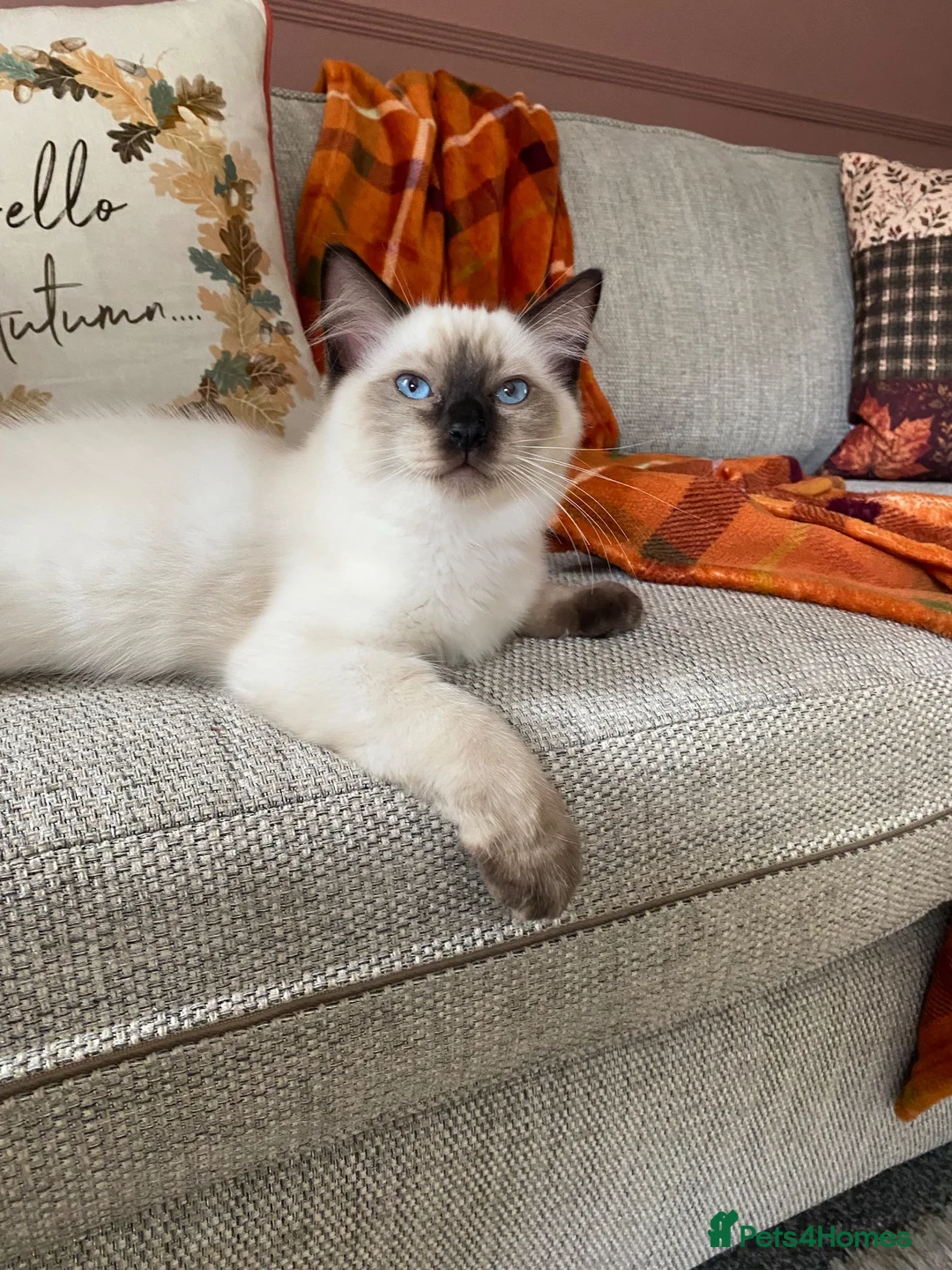 Ragdoll cats for sale: GCCF Ragdoll kittens - Advert 1