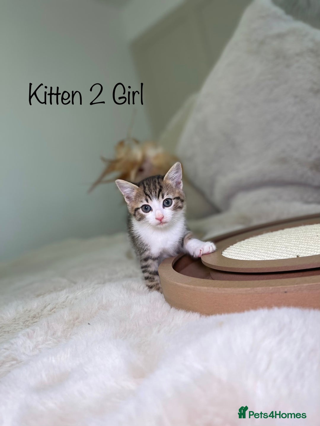 Mixed Breed cats for sale: Beautiful kittens 8 weeks old ready now  - Advert 6