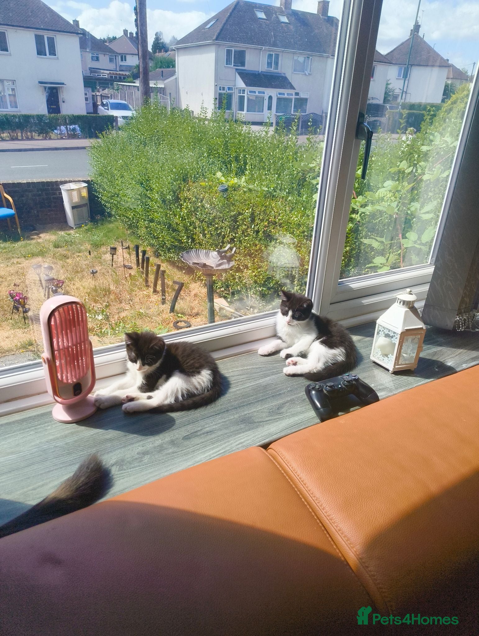 Mixed Breed cats 2 kittens left! looking For New forever Home! - Advert 4