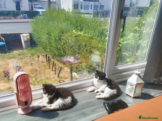 Mixed Breed cats 2 kittens left! looking For New forever Home! - Advert 4