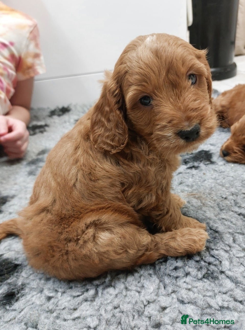 Cockapoo dogs 1 Red Beautiful Cockapoo Pup left,health tested - Advert 9
