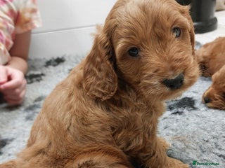Cockapoo dogs 1 Left Beautiful Cockapoo Puppies,health tested - Advert 7