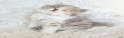 British Shorthair cats for sale: Stunning loving British longhair  - Advert 17