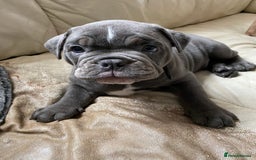 Olde English Bulldogge dogs for sale: 2 male gorgeous Ild English Bulldogs - Image 13