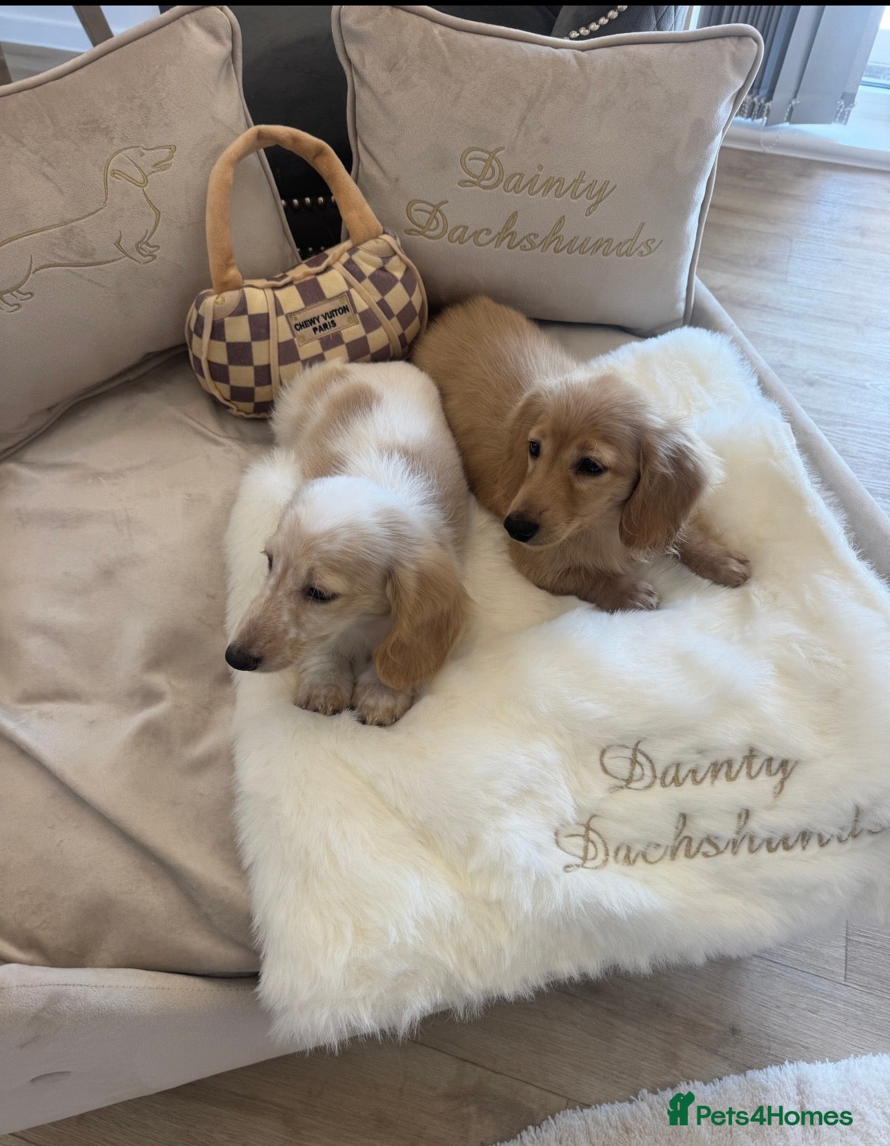 Miniature Dachshund dogs Miniature cream long hair puppies for sale  - Advert 3
