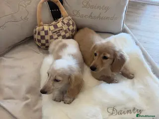 Miniature Dachshund dogs Miniature cream long hair puppies for sale - Advert 3