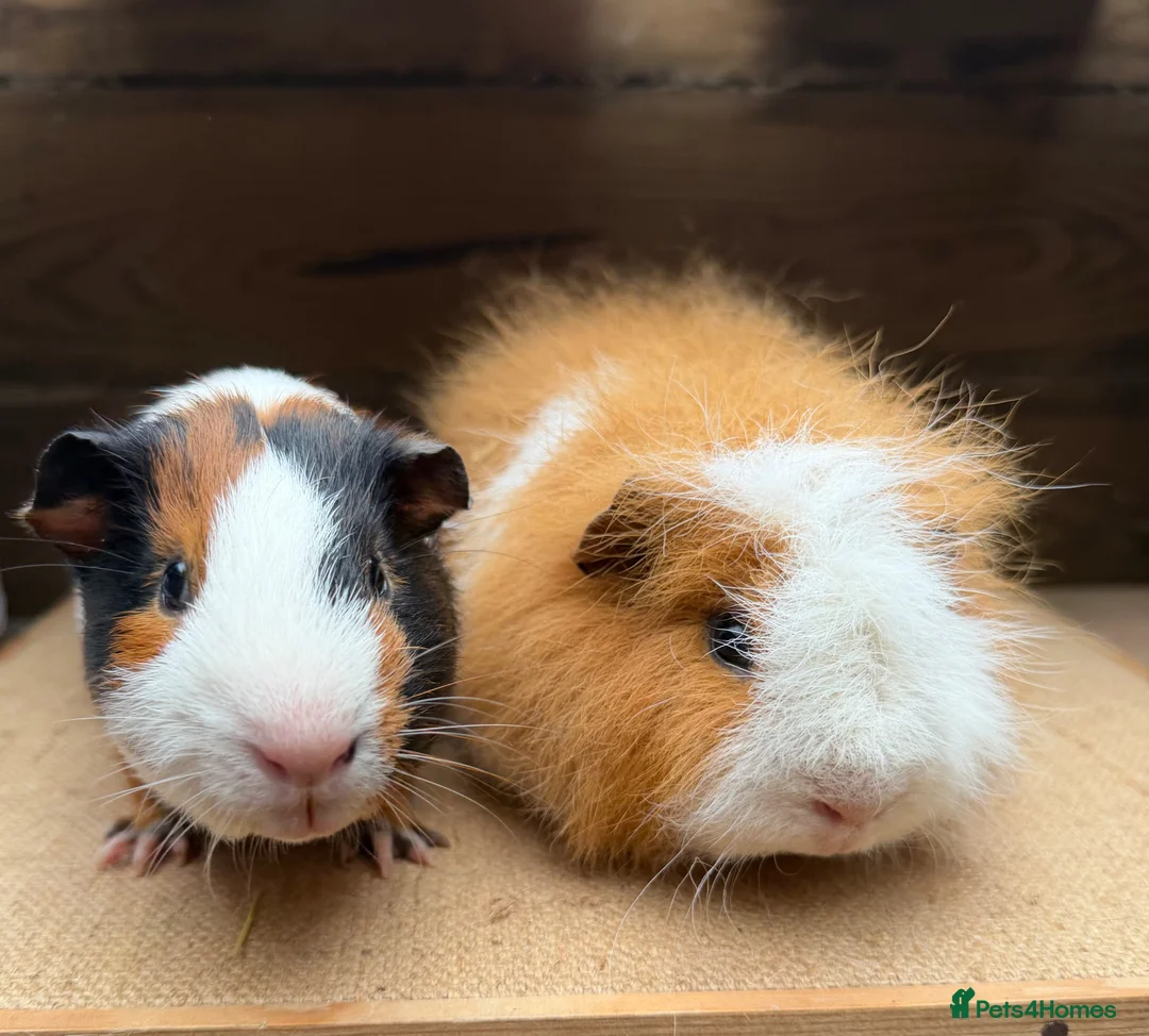 Guinea Pig rodents for sale: Gorgeous pairs of boys 💙 - Advert 1