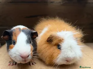 Guinea Pig rodents Gorgeous pairs of boys 💙 - Advert 9