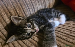 Maine Coon cats for sale: Mainecoon Mix Kittens for Sale  - Image 12