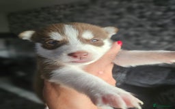 Siberian Husky dogs for sale: Gorgeous Litter of Husky Puppies - Image 29
