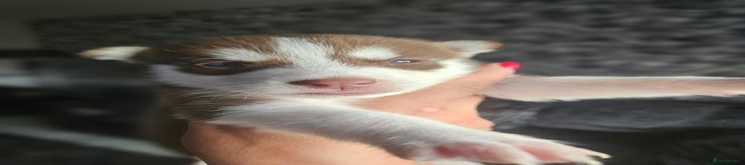 Siberian Husky Puppy 6