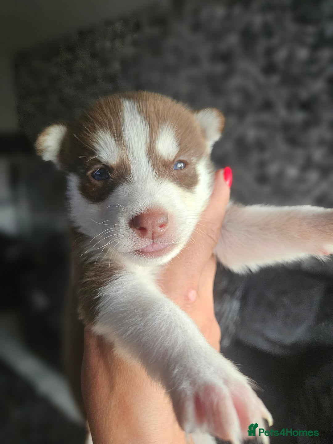 Siberian Husky dogs for sale: Gorgeous Litter of Husky Puppies - Image 29