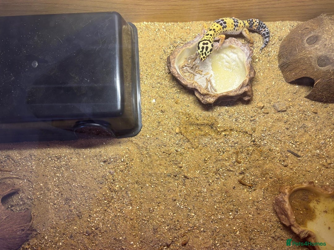 Leopard Gecko reptiles for sale: Leopard gecko  - Image 4