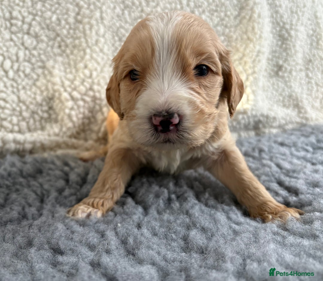 Mixed Breed dogs for sale: Bernedoodle - Image 6