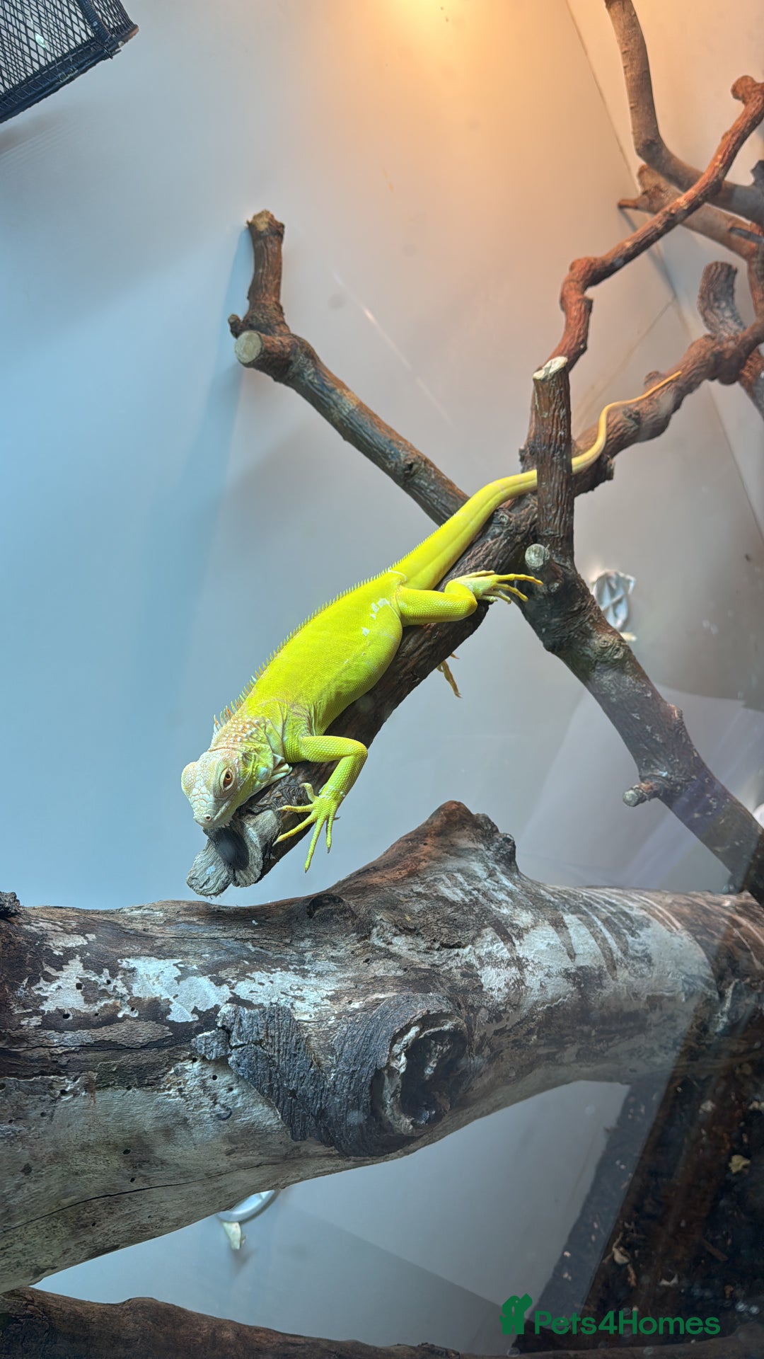 Iguana reptiles for sale: Albino iguana  - Advert 3