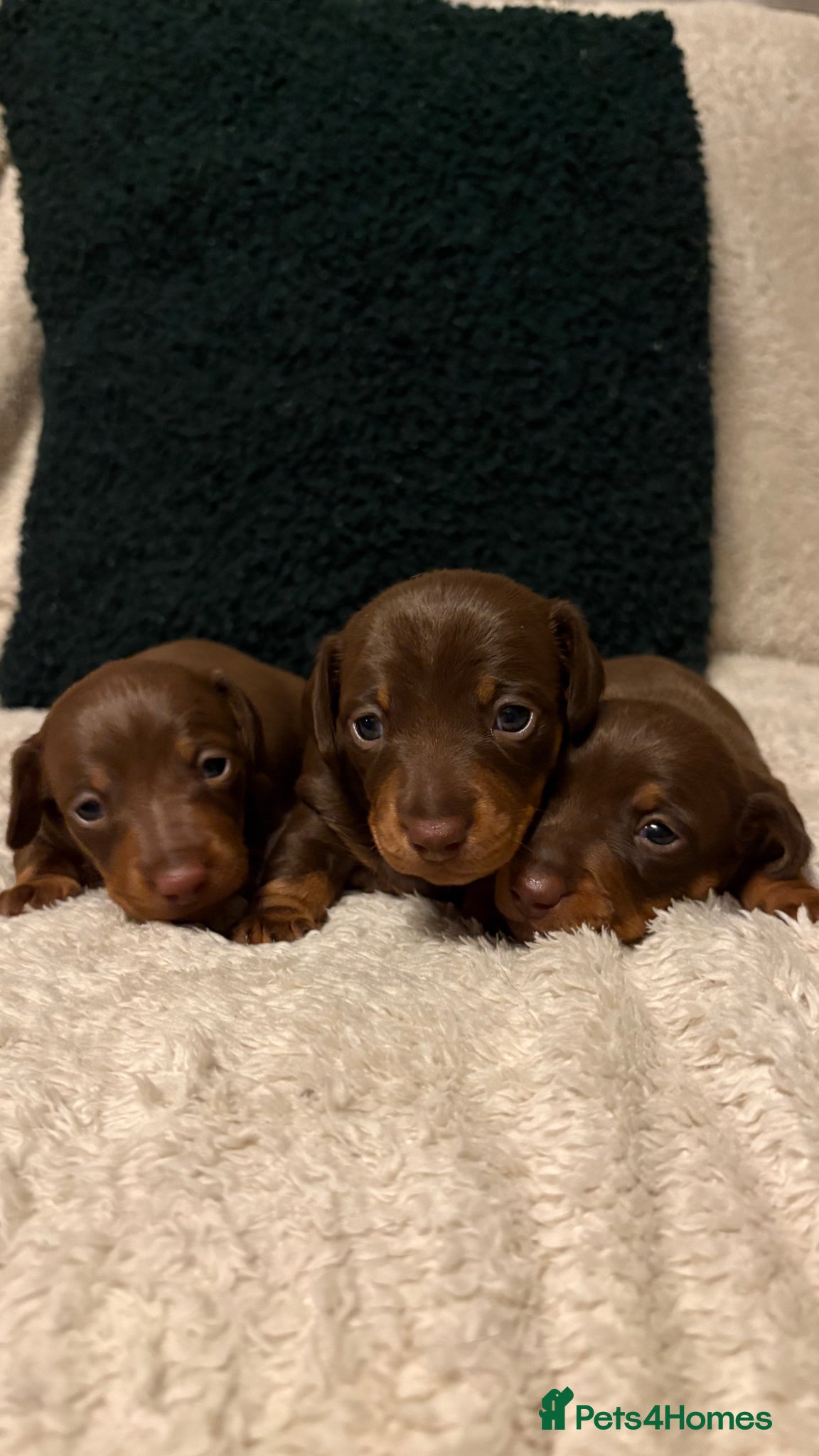 Miniature Dachshund dogs Miniature dachshund - Advert 18