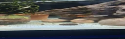 Live Bearers fish for sale: Beautiful Home-Bred Colorful Guppy Fish in Wednesbury - Advert 6